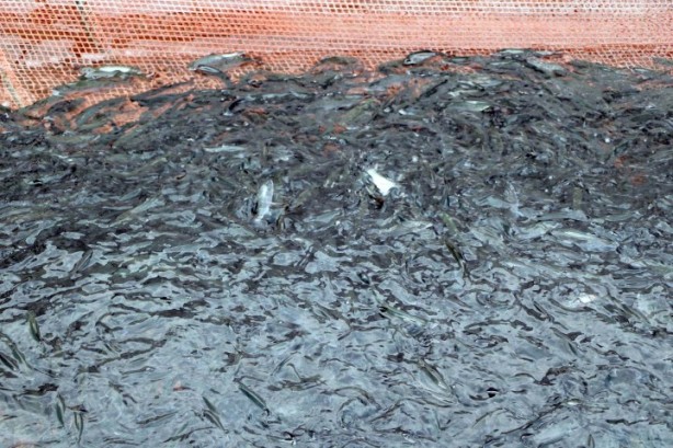 Japonlar ihracat rekorları kıran 100 yıllık Türk şirketini satın almaya karar verdi! Rakam sır gibi saklanıyor