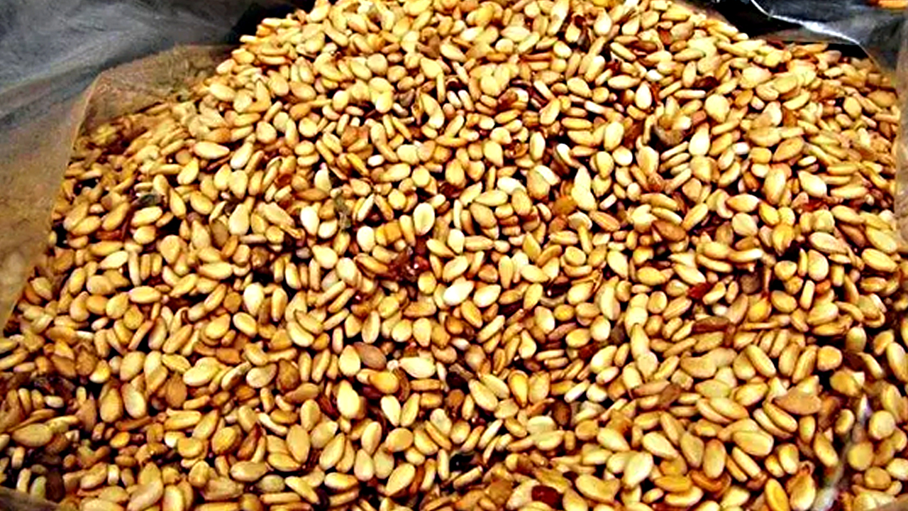 Foto - Japonlar kaşık kaşık yiyor, doğal şeker ilacı! Kolesterolü damardan silip atıyor, kemikleri beton gibi güçlendiriyor!