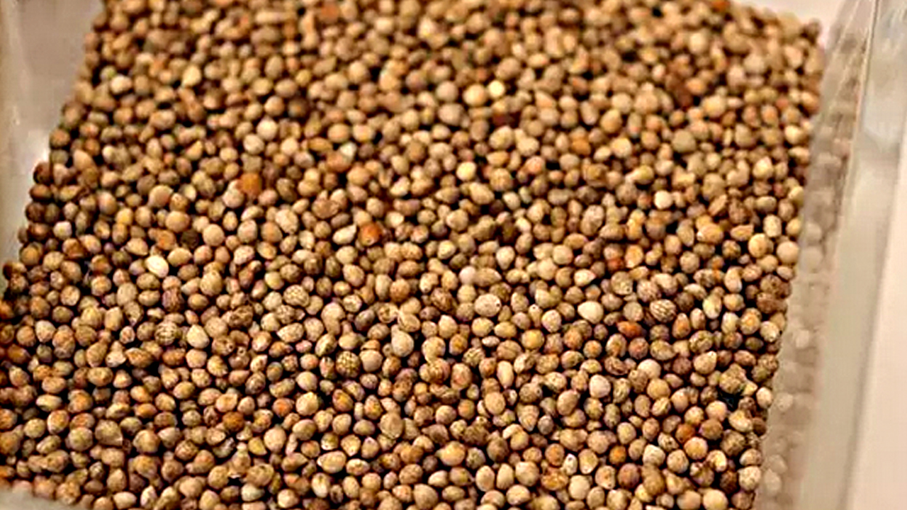 Foto - Japonlar kaşık kaşık yiyor, doğal şeker ilacı! Kolesterolü damardan silip atıyor, kemikleri beton gibi güçlendiriyor!