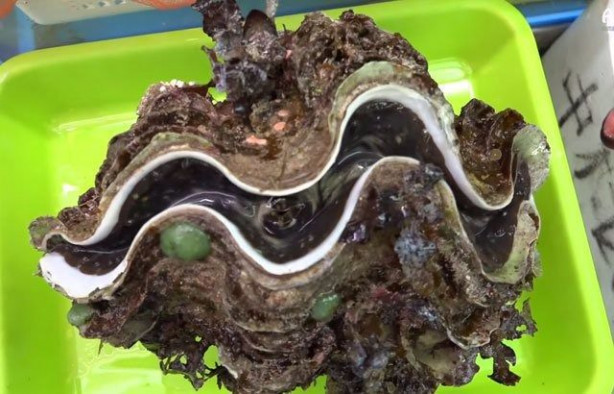 Foto - Japonların sıra dışı sokak yemekleri