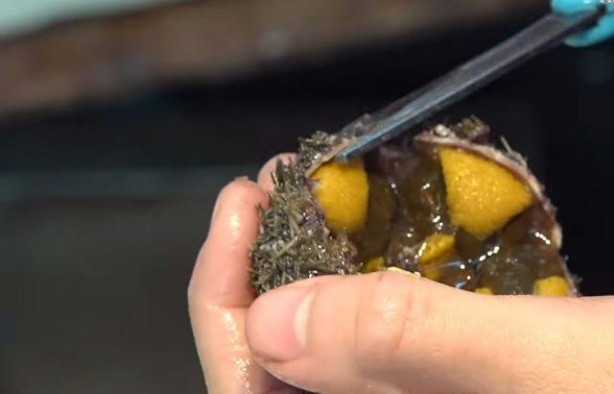 Foto - Japonların sıra dışı sokak yemekleri