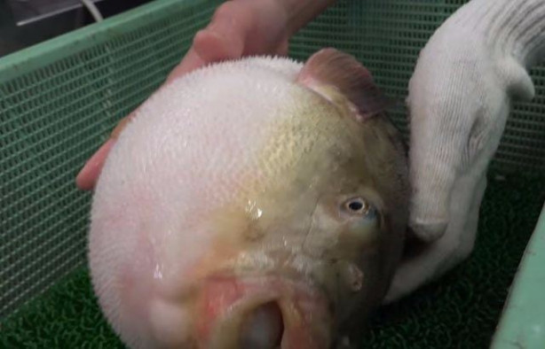 Foto - Japonların sıra dışı sokak yemekleri