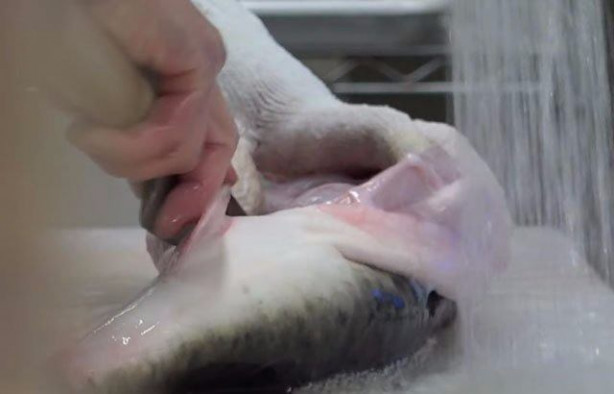 Foto - Japonların sıra dışı sokak yemekleri