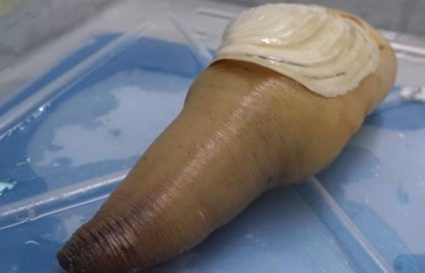 Foto - Japonların sıra dışı sokak yemekleri