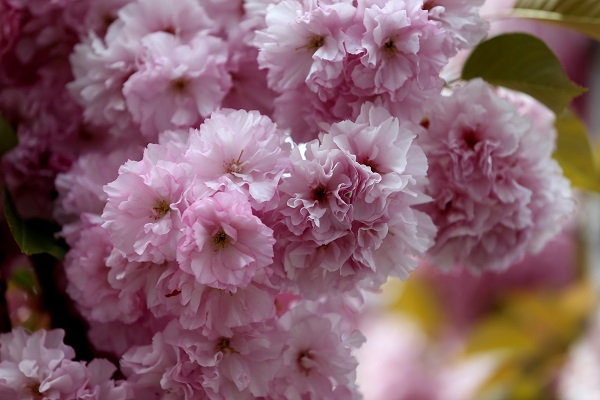 Foto - Japonların ünlü çiçeği Türkiye’de reçel oldu