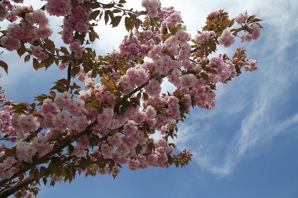 Foto - Japonların ünlü çiçeği Türkiye’de reçel oldu