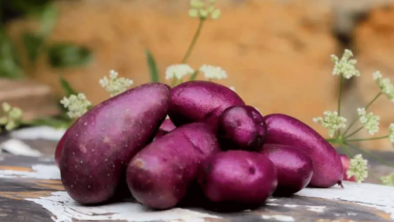 Foto - Japonların uzun yaşam sırrı ortaya çıktı!