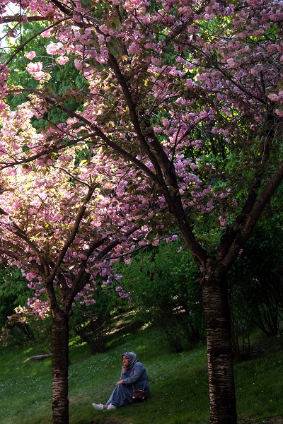 Foto - Japonya değil Türkiye! Ankara'da Sakura mevsimi 