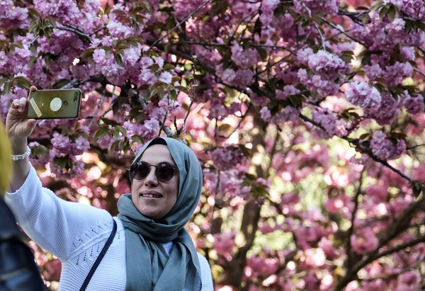 Foto - Japonya değil Türkiye! Ankara'da Sakura mevsimi 