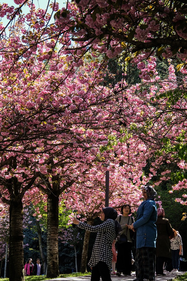 Foto - Japonya değil Türkiye! Ankara'da Sakura mevsimi 