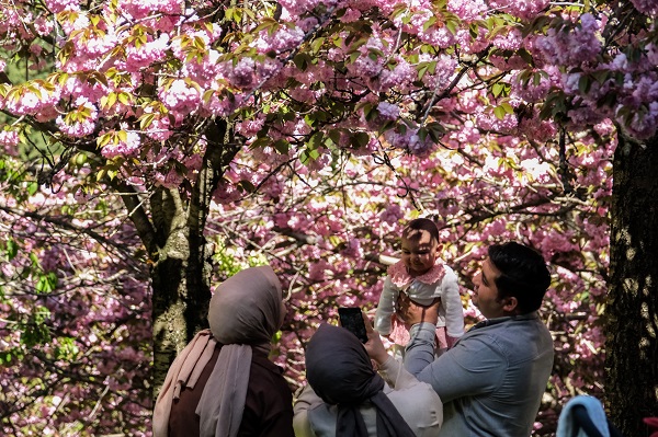 Foto - Japonya değil Türkiye! Ankara'da Sakura mevsimi 