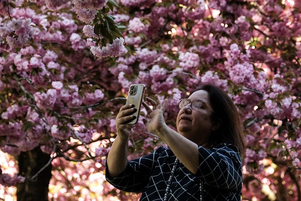 Foto - Japonya değil Türkiye! Ankara'da Sakura mevsimi 
