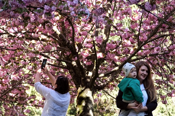 Foto - Japonya değil Türkiye! Ankara'da Sakura mevsimi 