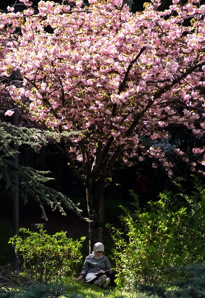 Foto - Japonya değil Türkiye! Ankara'da Sakura mevsimi 
