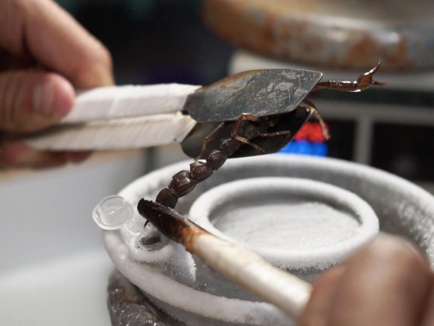 Foto - Japonya, Güney Kore ve Çin bu zehri satın almak için Urfa'ya geldi! Yanlış duymadınız, litre litre zehir alacaklar