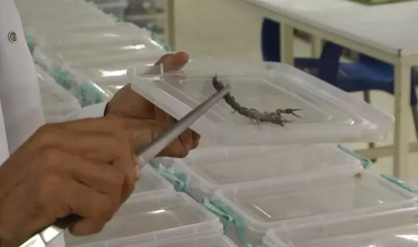 Foto - Japonya, Güney Kore ve Çin bu zehri satın almak için Urfa'ya geldi! Yanlış duymadınız, litre litre zehir alacaklar