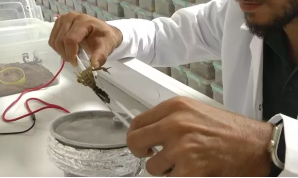 Foto - Japonya, Güney Kore ve Çin bu zehri satın almak için Urfa'ya geldi! Yanlış duymadınız, litre litre zehir alacaklar