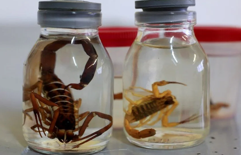 Foto - Japonya, Güney Kore ve Çin bu zehri satın almak için Urfa'ya geldi! Yanlış duymadınız, litre litre zehir alacaklar