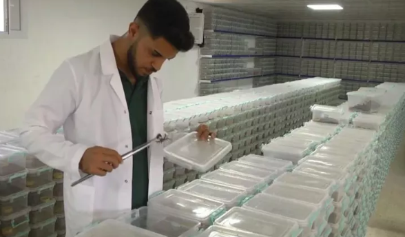 Foto - Japonya, Güney Kore ve Çin bu zehri satın almak için Urfa'ya geldi! Yanlış duymadınız, litre litre zehir alacaklar