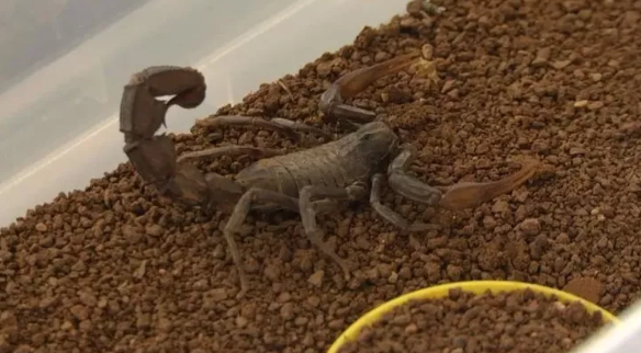 Foto - Japonya, Güney Kore ve Çin bu zehri satın almak için Urfa'ya geldi! Yanlış duymadınız, litre litre zehir alacaklar