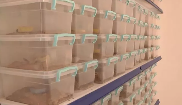 Foto - Japonya, Güney Kore ve Çin bu zehri satın almak için Urfa'ya geldi! Yanlış duymadınız, litre litre zehir alacaklar