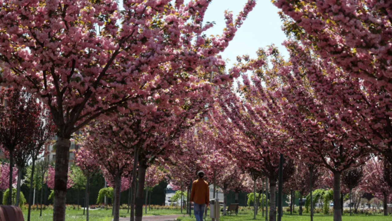 Burası Japonya değil Konya: Sakura mevsimi başladı!