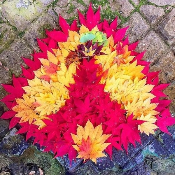 Foto - Japonya'da yere düşen yapraklar çöpe atılmıyor! Çünkü...