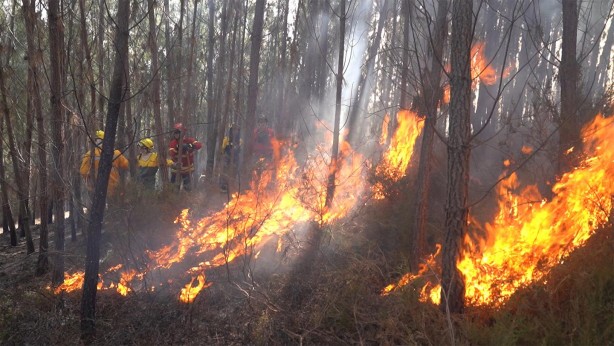 Japonya’daki orman yangınıyla ilgili yeni gelişme