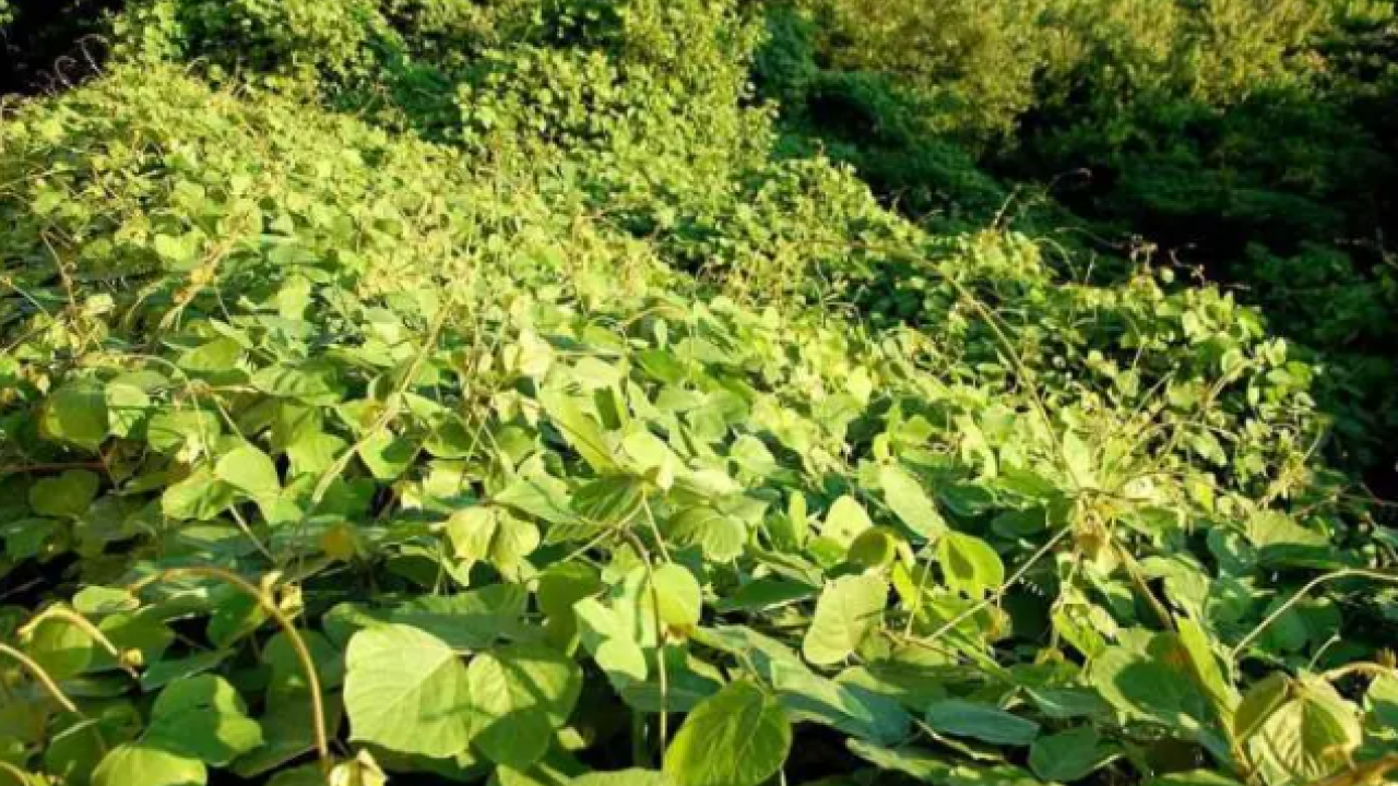 Japonya'dan gelip ABD'yi karıştırdı: Etrafını tamamen yuttu!