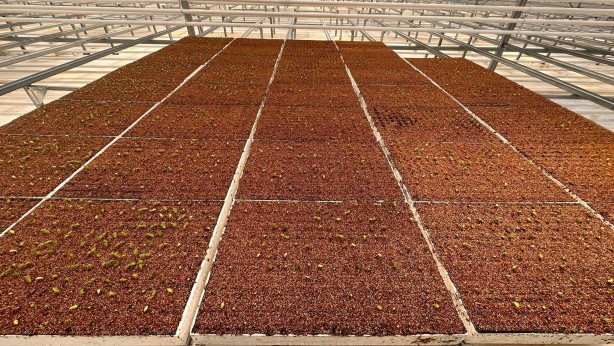 Foto - Jeotermal serada 'topraksız tarım'a başlandı! Günlük üretim duyanları şaşkına çevirdi