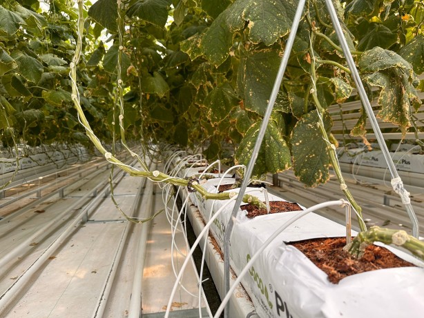 Foto - Jeotermal serada 'topraksız tarım'a başlandı! Günlük üretim duyanları şaşkına çevirdi