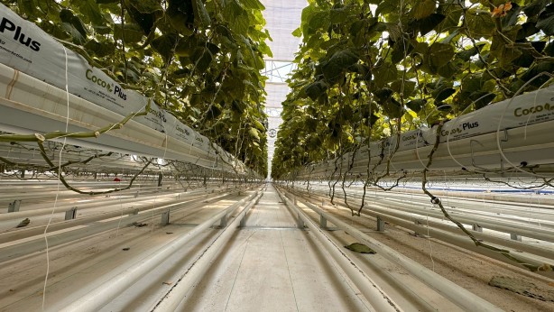 Foto - Jeotermal serada 'topraksız tarım'a başlandı! Günlük üretim duyanları şaşkına çevirdi