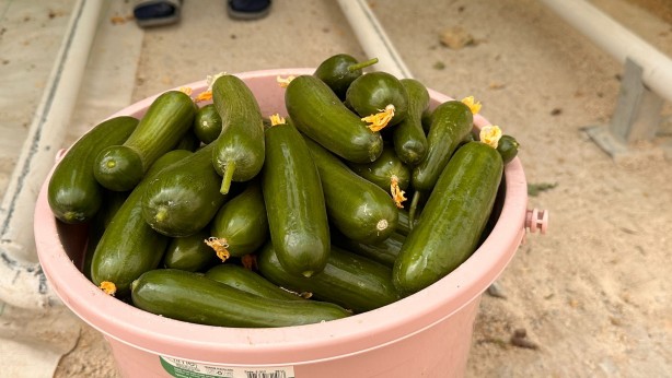 Foto - Jeotermal serada 'topraksız tarım'a başlandı! Günlük üretim duyanları şaşkına çevirdi