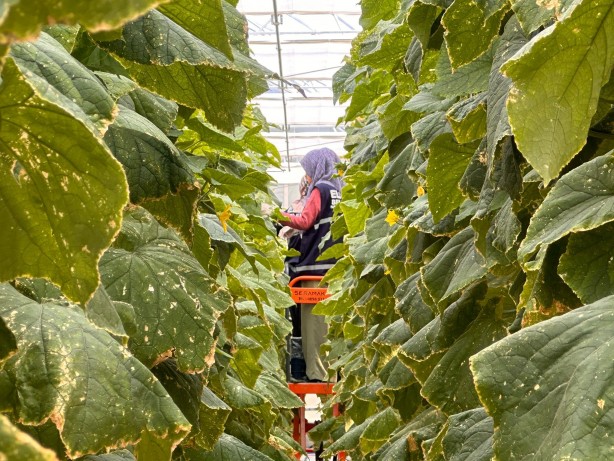 Foto - Jeotermal serada 'topraksız tarım'a başlandı! Günlük üretim duyanları şaşkına çevirdi