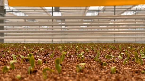 Foto - Jeotermal serada 'topraksız tarım'a başlandı! Günlük üretim duyanları şaşkına çevirdi