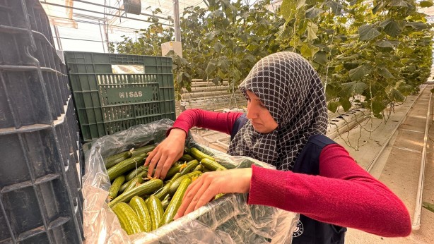 Foto - Jeotermal serada 'topraksız tarım'a başlandı! Günlük üretim duyanları şaşkına çevirdi