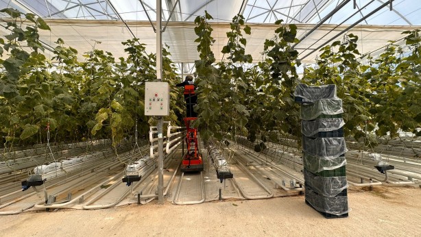 Foto - Jeotermal serada 'topraksız tarım'a başlandı! Günlük üretim duyanları şaşkına çevirdi