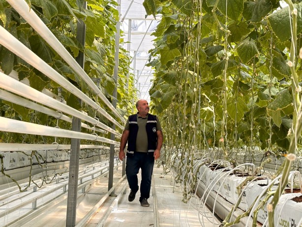 Foto - Jeotermal serada 'topraksız tarım'a başlandı! Günlük üretim duyanları şaşkına çevirdi