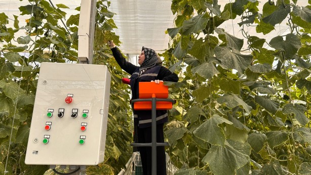 Foto - Jeotermal serada 'topraksız tarım'a başlandı! Günlük üretim duyanları şaşkına çevirdi