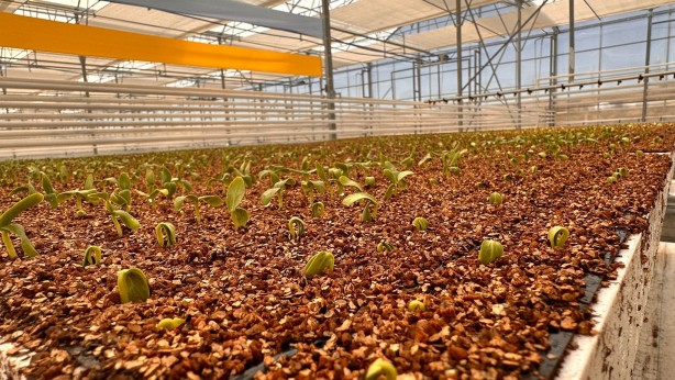 Foto - Jeotermal serada 'topraksız tarım'a başlandı! Günlük üretim duyanları şaşkına çevirdi