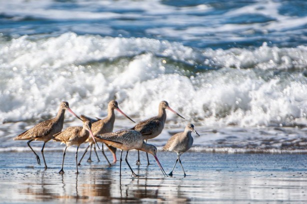 Foto - Jete benzer yapısı var! 11 gün boyunca aralıksız uçtu