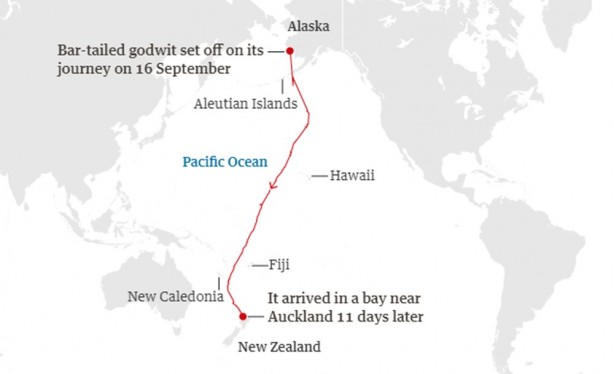 Foto - Jete benzer yapısı var! 11 gün boyunca aralıksız uçtu