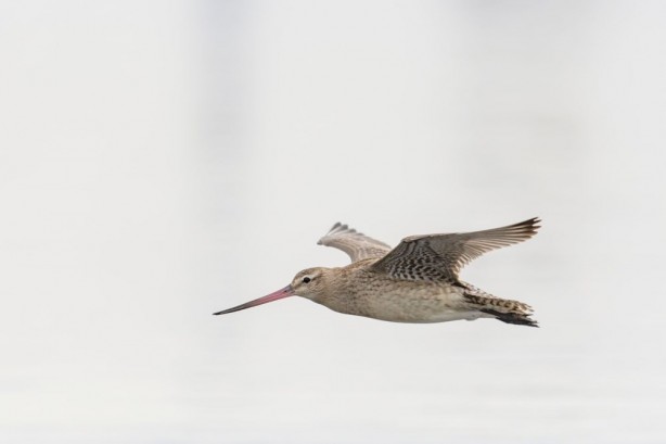 Foto - Jete benzer yapısı var! 11 gün boyunca aralıksız uçtu