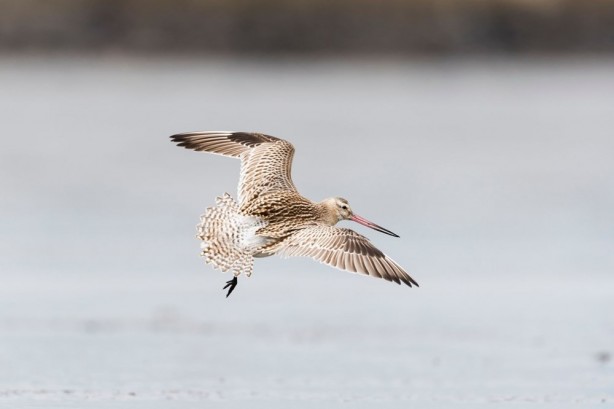 Jete benzer yapısı var! 11 gün boyunca aralıksız uçtu