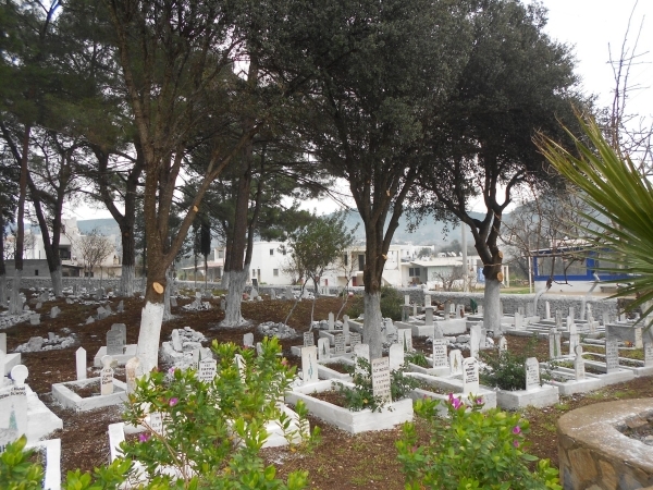 Foto - Kabre hangi ağaç dikilir?