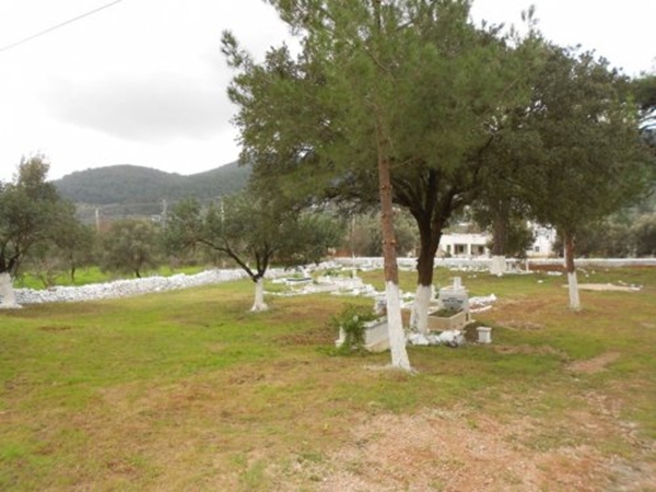 Foto - Kabre hangi ağaç dikilir?