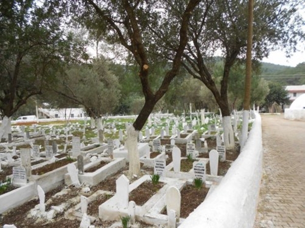 Foto - Kabre hangi ağaç dikilir?