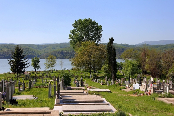 Foto - Kabre hangi ağaç dikilir?