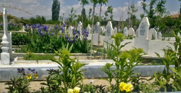 Foto - Kabre hangi ağaç dikilir?