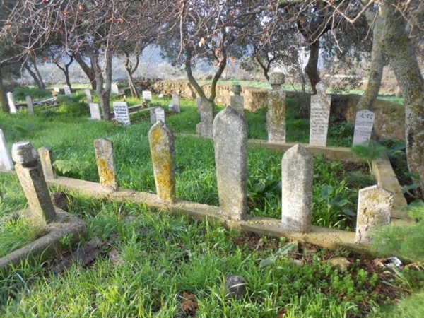 Foto - Kabre hangi ağaç dikilir?